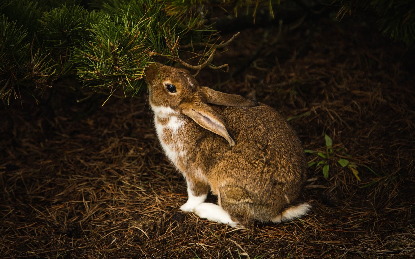 Обои хвоя, ветки, темный фон, кролик, заяц, зайчик, грызун, needles, branches, the dark background, rabbit, hare, bunny, rodent разрешение 2048x1152 Загрузить
