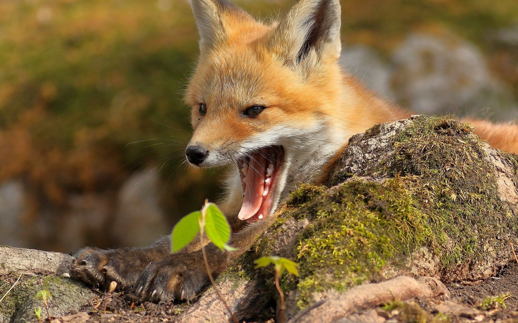 Обои рыжая, лиса, хищник, мох, лисица, язык, пасть, лисенок, зевок, red, fox, predator, moss, language, mouth, yawn разрешение 2048x1365 Загрузить
