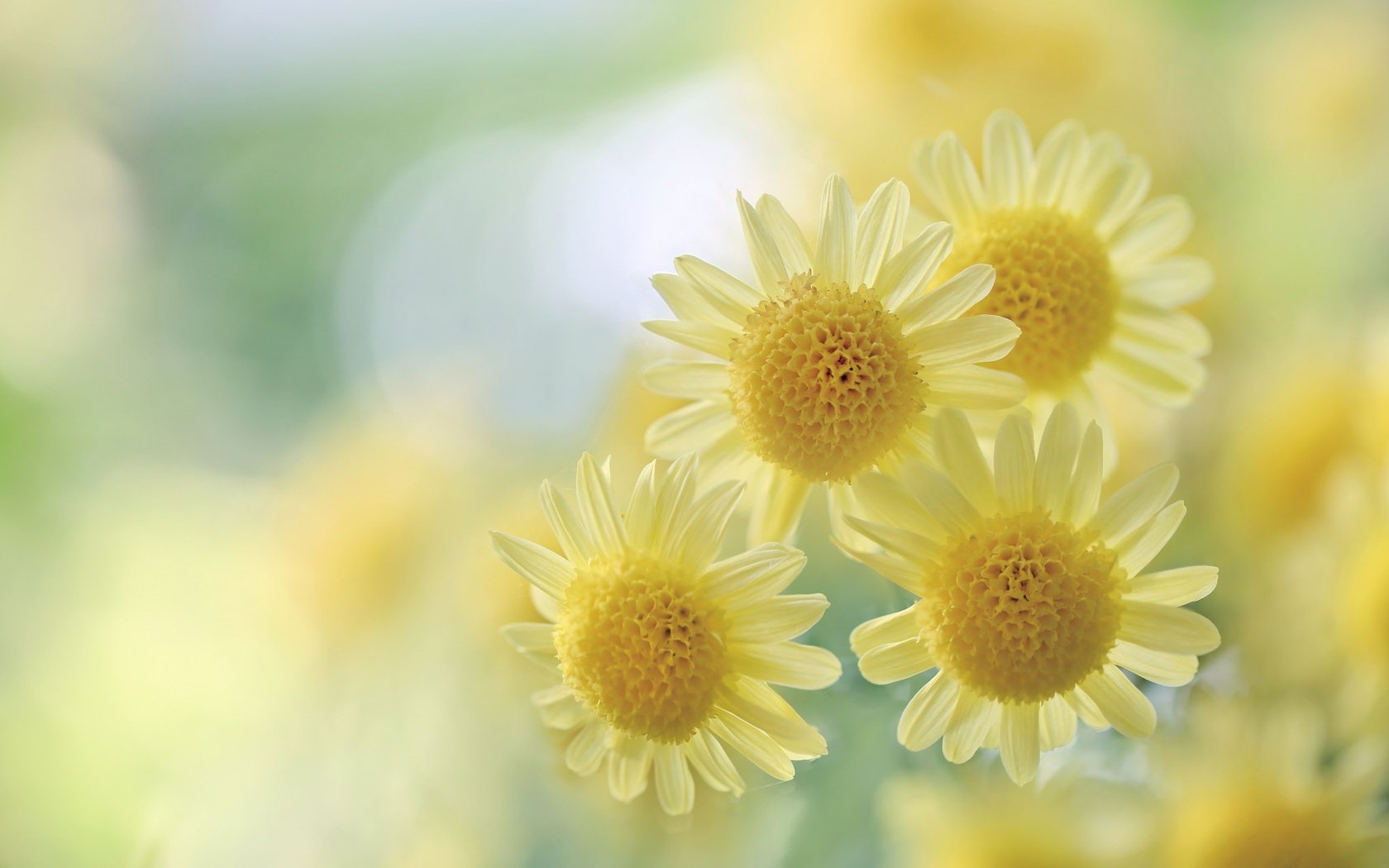 Обои цветы, макро, размытость, желтые, хризантемы, боке, flowers, macro, blur, yellow, chrysanthemum, bokeh разрешение 2048x1365 Загрузить