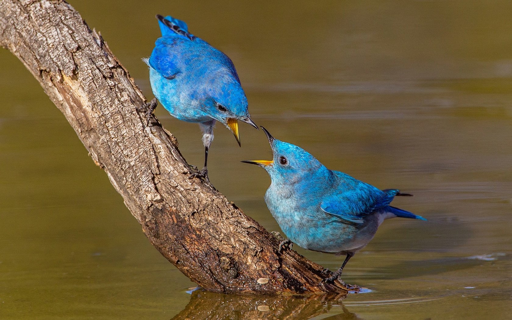 Обои вода, ветка, природа, птицы, клюв, пара, голубая сиалия, сиалия, water, branch, nature, birds, beak, pair, blue sialia, sialia разрешение 2048x1366 Загрузить