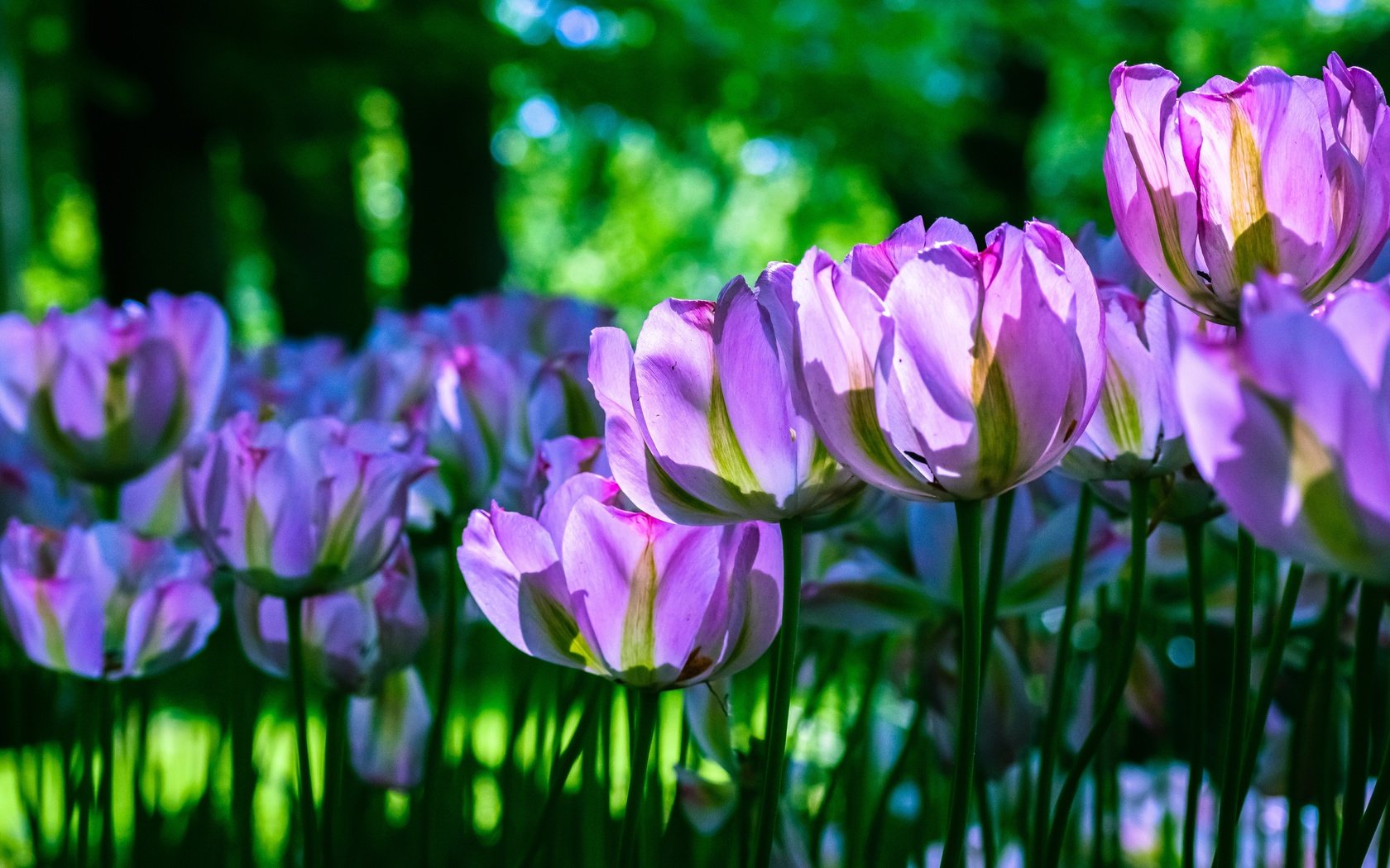 Обои свет, клумба, цветы, сиреневые, зелень, бутоны, лепестки, весна, тюльпаны, стебли, light, flowerbed, flowers, lilac, greens, buds, petals, spring, tulips, stems разрешение 6000x3375 Загрузить
