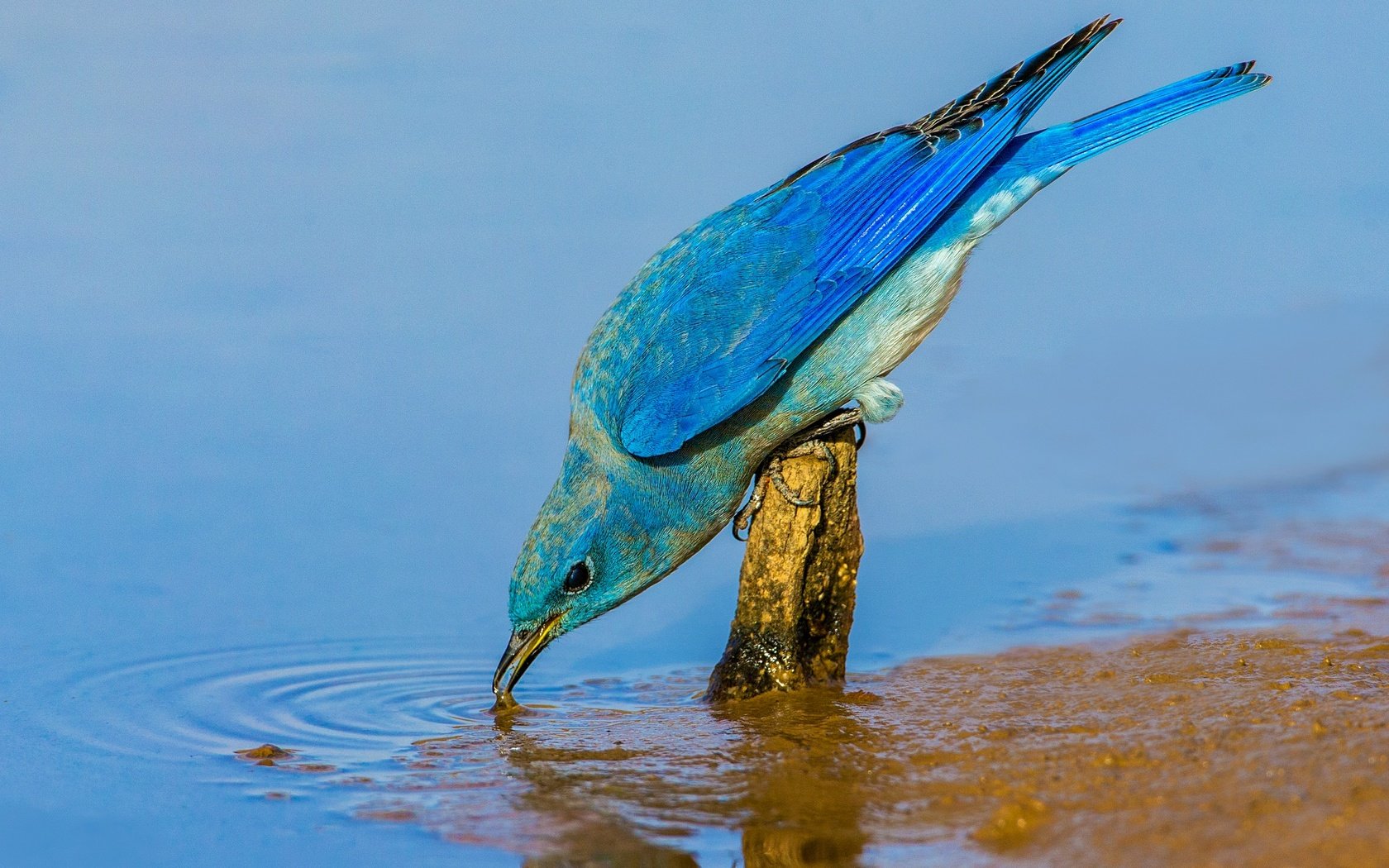 Обои вода, птица, клюв, перья, голубая сиалия, water, bird, beak, feathers, blue sialia разрешение 2048x1365 Загрузить