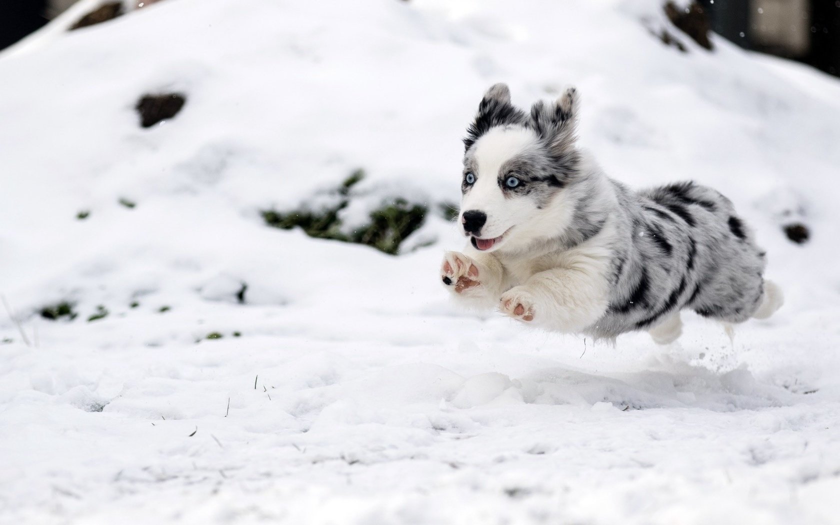 Обои снег, зима, собака, прыжок, щенок, бег, бордер-колли, snow, winter, dog, jump, puppy, running, the border collie разрешение 1920x1080 Загрузить