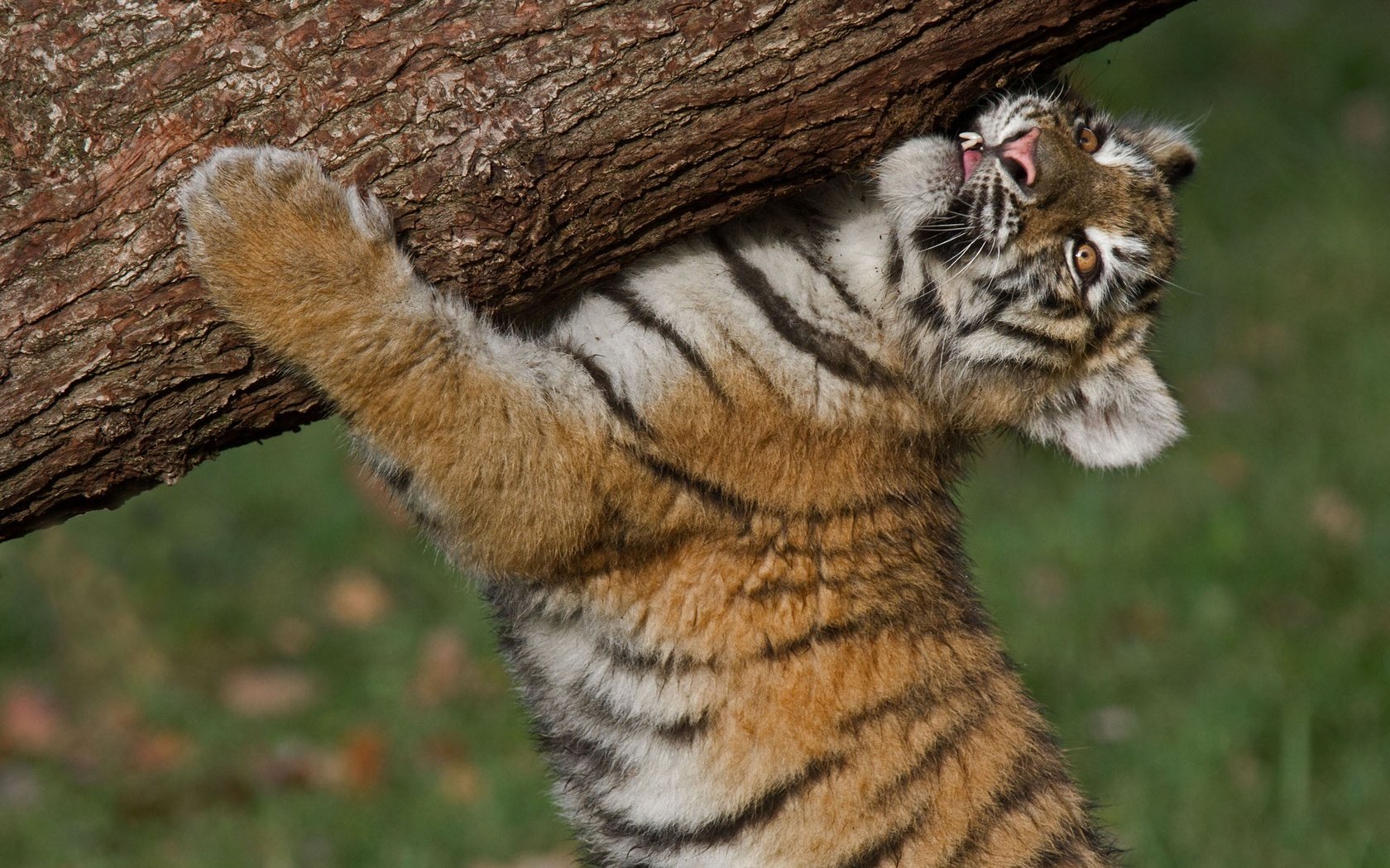 Обои тигр, тигренок, бревно, детеныш, амурский тигр, tiger, log, cub, the amur tiger разрешение 2560x1600 Загрузить