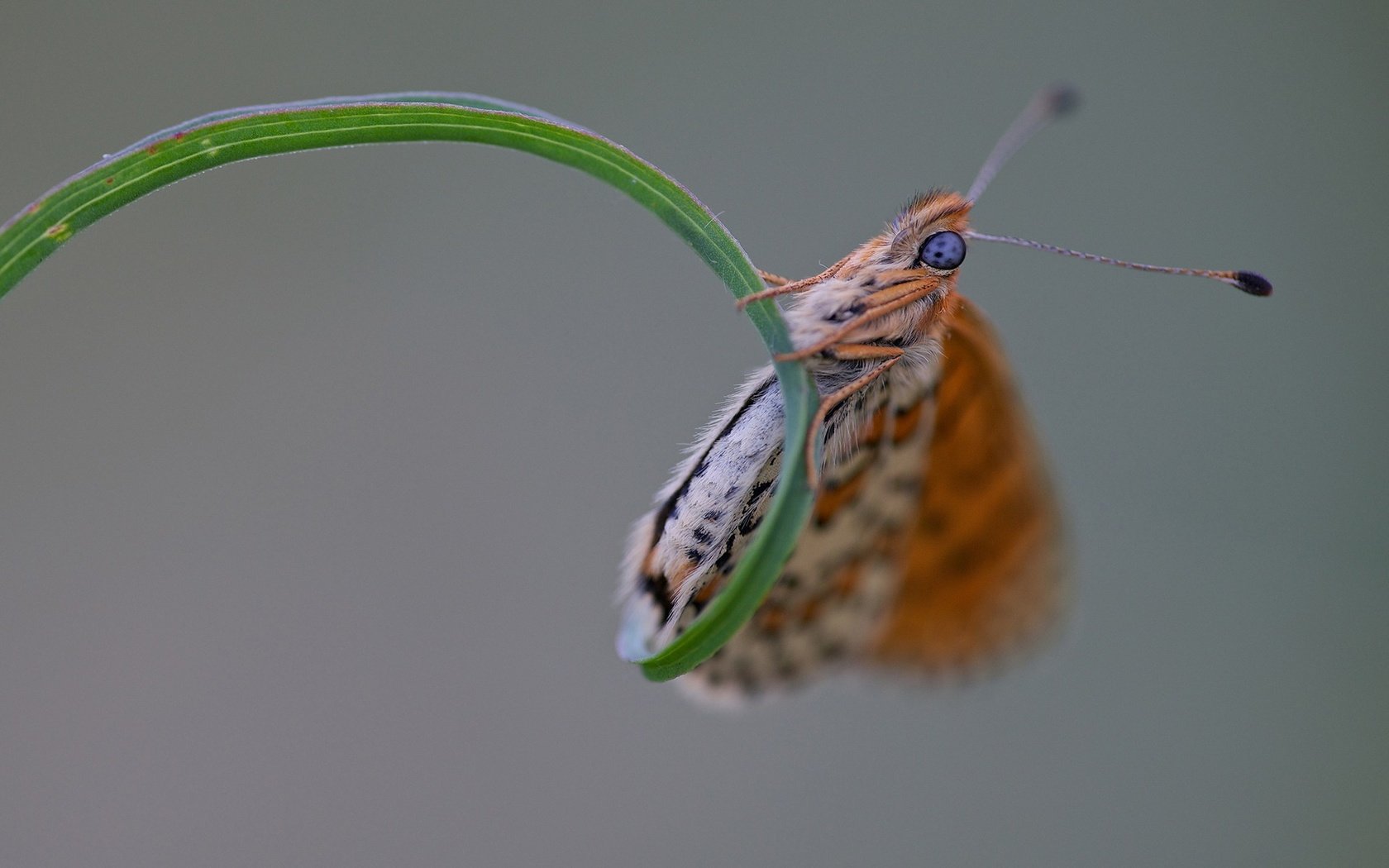 Обои трава, макро, насекомое, бабочка, крылья, травинка, grass, macro, insect, butterfly, wings, a blade of grass разрешение 1920x1200 Загрузить