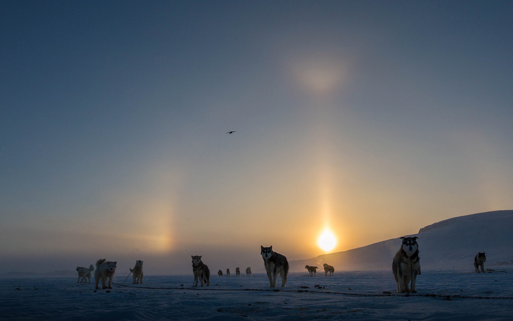 Обои солнце, снег, зима, туман, канада, собаки, аляскинский маламут, clare kines, the sun, snow, winter, fog, canada, dogs, alaskan malamute разрешение 1920x1080 Загрузить