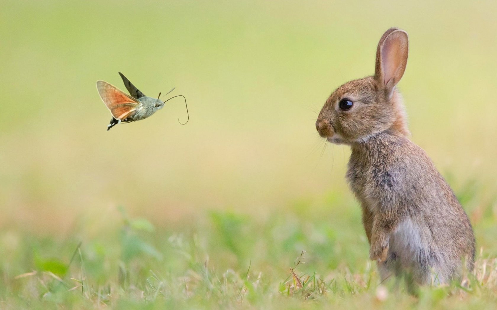 Обои трава, природа, насекомое, животные, луг, кролик, заяц, мотылек, grass, nature, insect, animals, meadow, rabbit, hare, moth разрешение 1920x1080 Загрузить