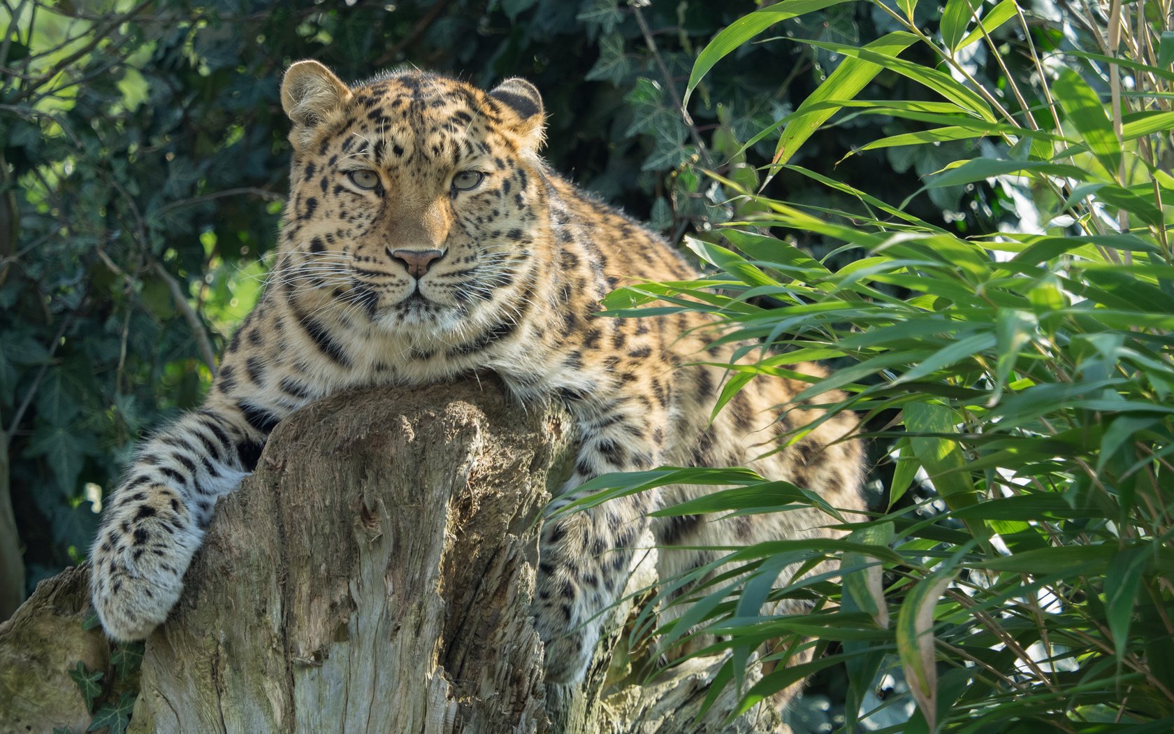 Обои растения, леопард, хищник, большая кошка, амурский, william warby, plants, leopard, predator, big cat, amur разрешение 3840x2400 Загрузить