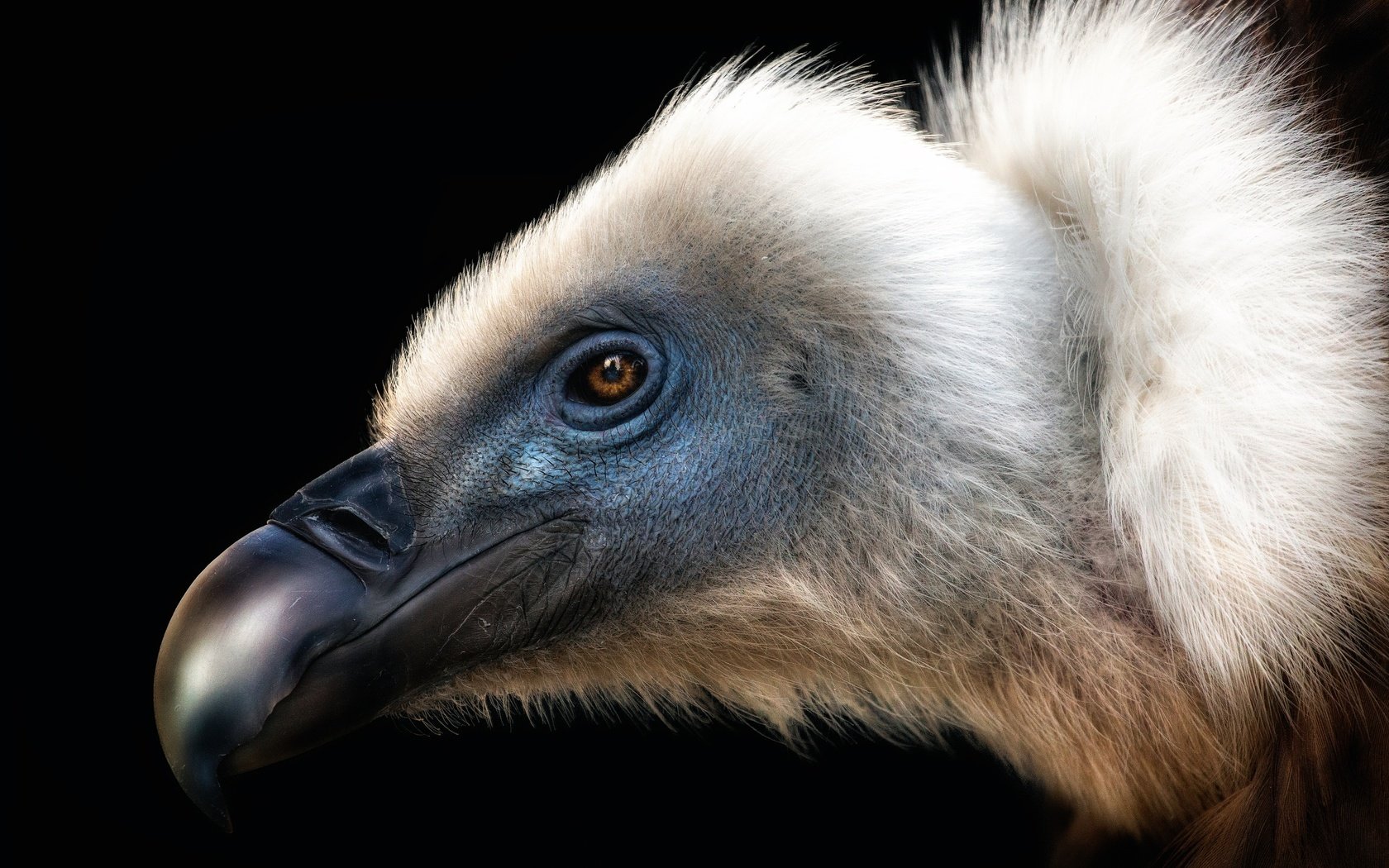 Обои птица, клюв, черный фон, перья, стервятник, bird, beak, black background, feathers, vulture разрешение 2500x1737 Загрузить