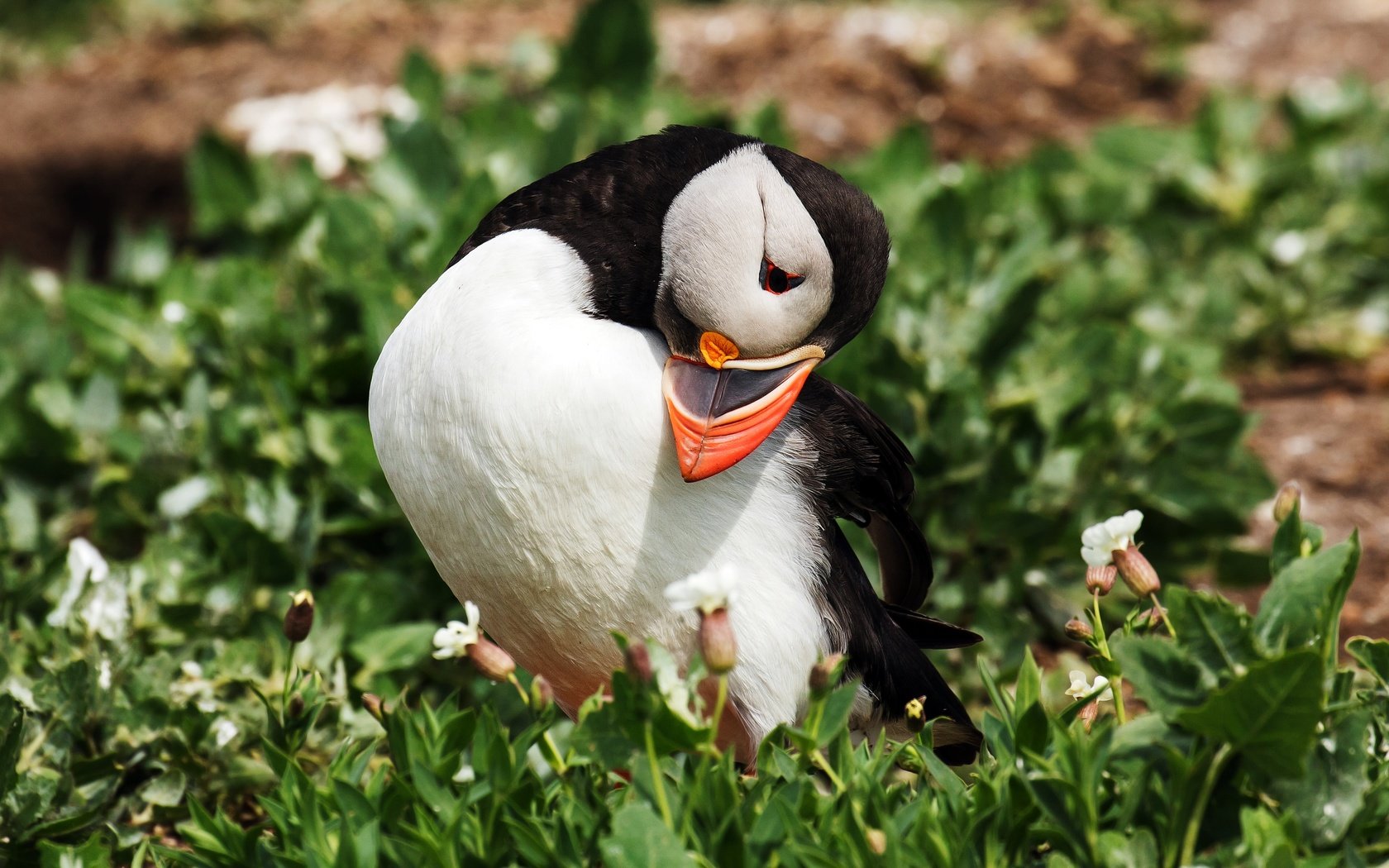 Обои цветы, природа, растения, птица, клюв, тупик, puffin, flowers, nature, plants, bird, beak, stalled разрешение 4276x2406 Загрузить