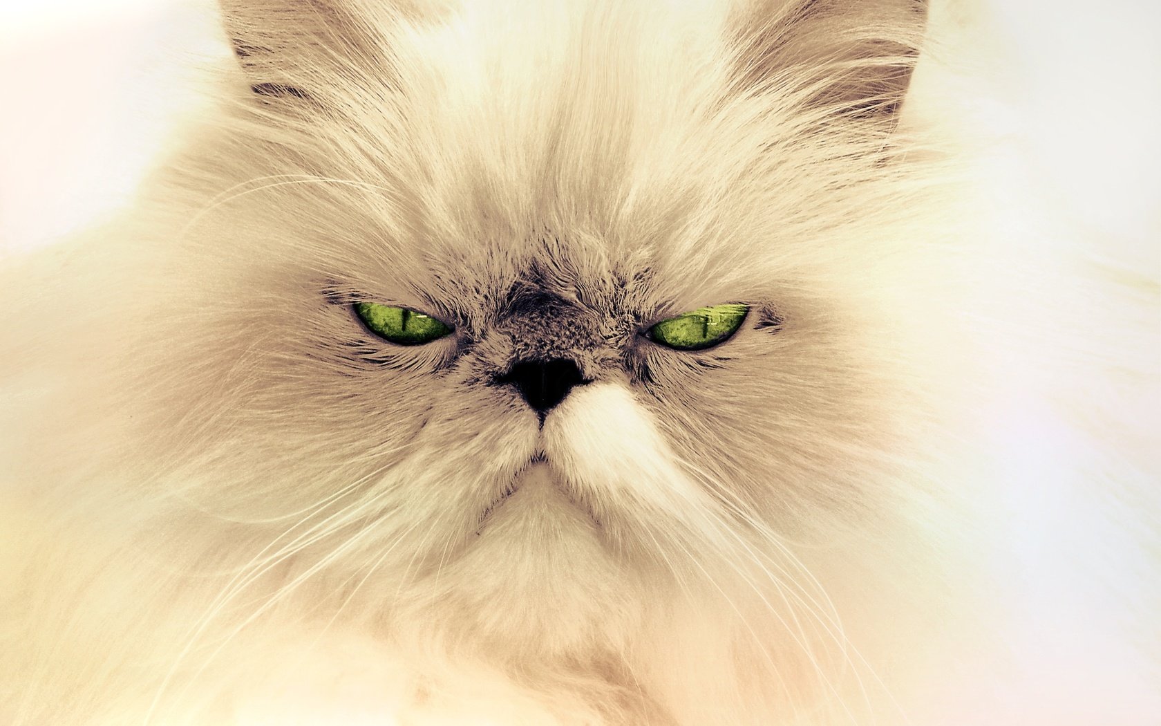 Обои глаза, фон, усы, кошка, взгляд, персидская кошка, eyes, background, mustache, cat, look, persian cat разрешение 3872x2592 Загрузить