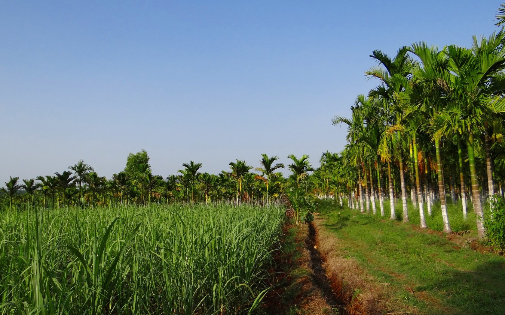 Обои трава, пальмы, плантации, урожай дорожка, grass, palm trees, plantation, vintage track разрешение 4719x3235 Загрузить