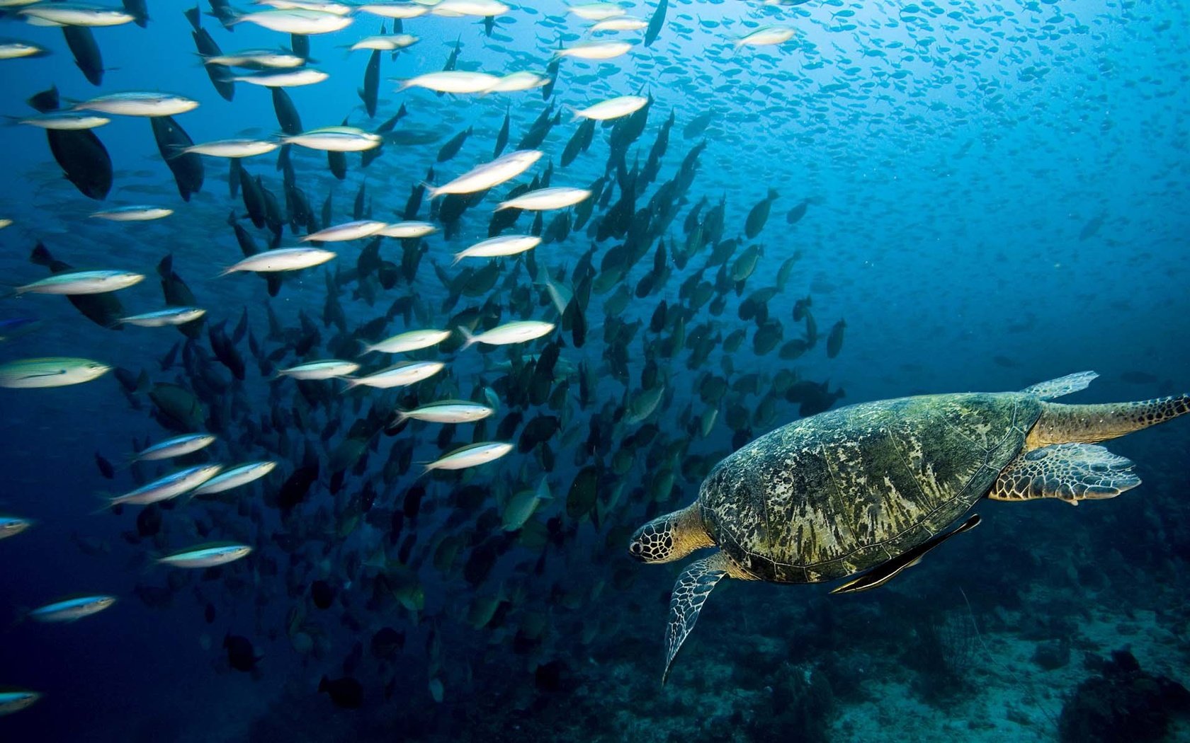 Обои черепаха, рыбы, подводный мир, коралловый риф, turtle, fish, underwater world, coral reef разрешение 1920x1200 Загрузить