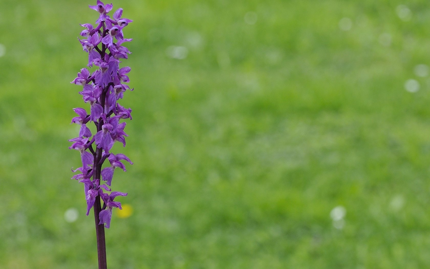 Обои трава, природа, цветок, фиолетовый, растение, макросъемка, стебель, grass, nature, flower, purple, plant, macro, stem разрешение 2000x1455 Загрузить