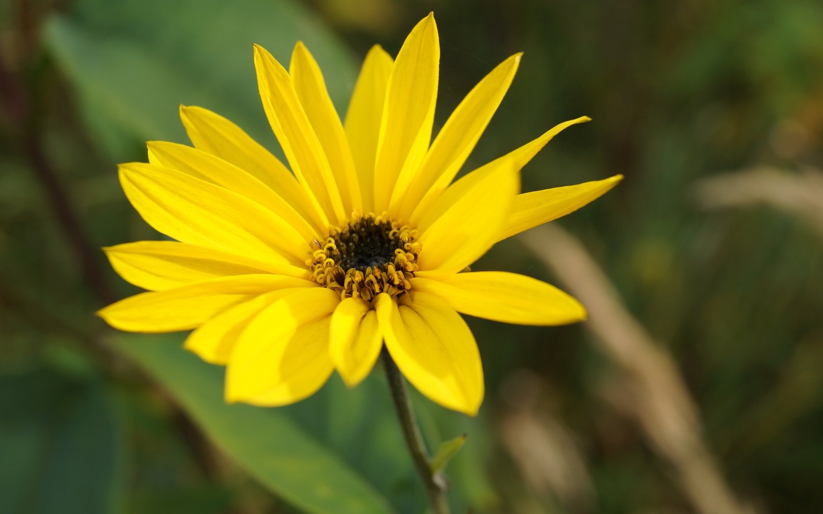 Обои желтый, цветок, лепестки, yellow, flower, petals разрешение 5456x3632 Загрузить