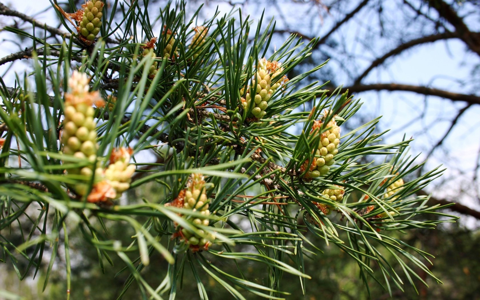 Обои природа, дерево, хвоя, ветки, шишки, сосна, nature, tree, needles, branches, bumps, pine разрешение 3072x2048 Загрузить