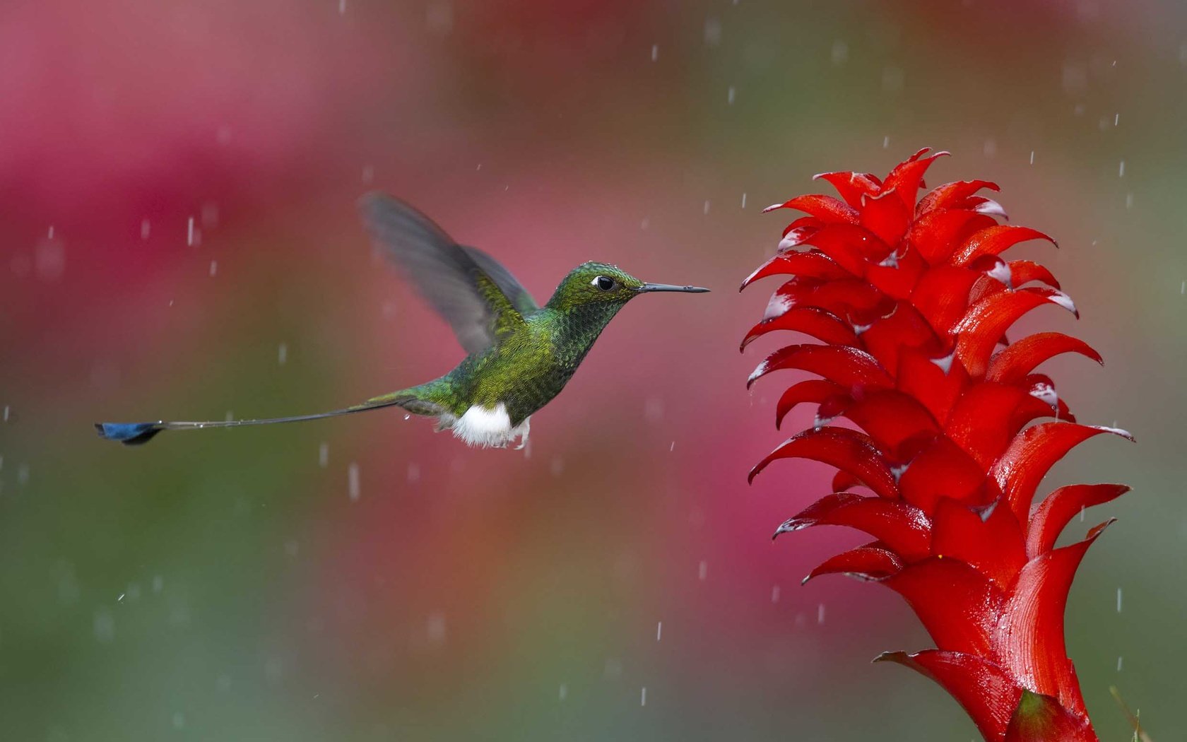 Обои природа, полет, цветок, птица, дождь, растение, колибри, nature, flight, flower, bird, rain, plant, hummingbird разрешение 2480x1651 Загрузить