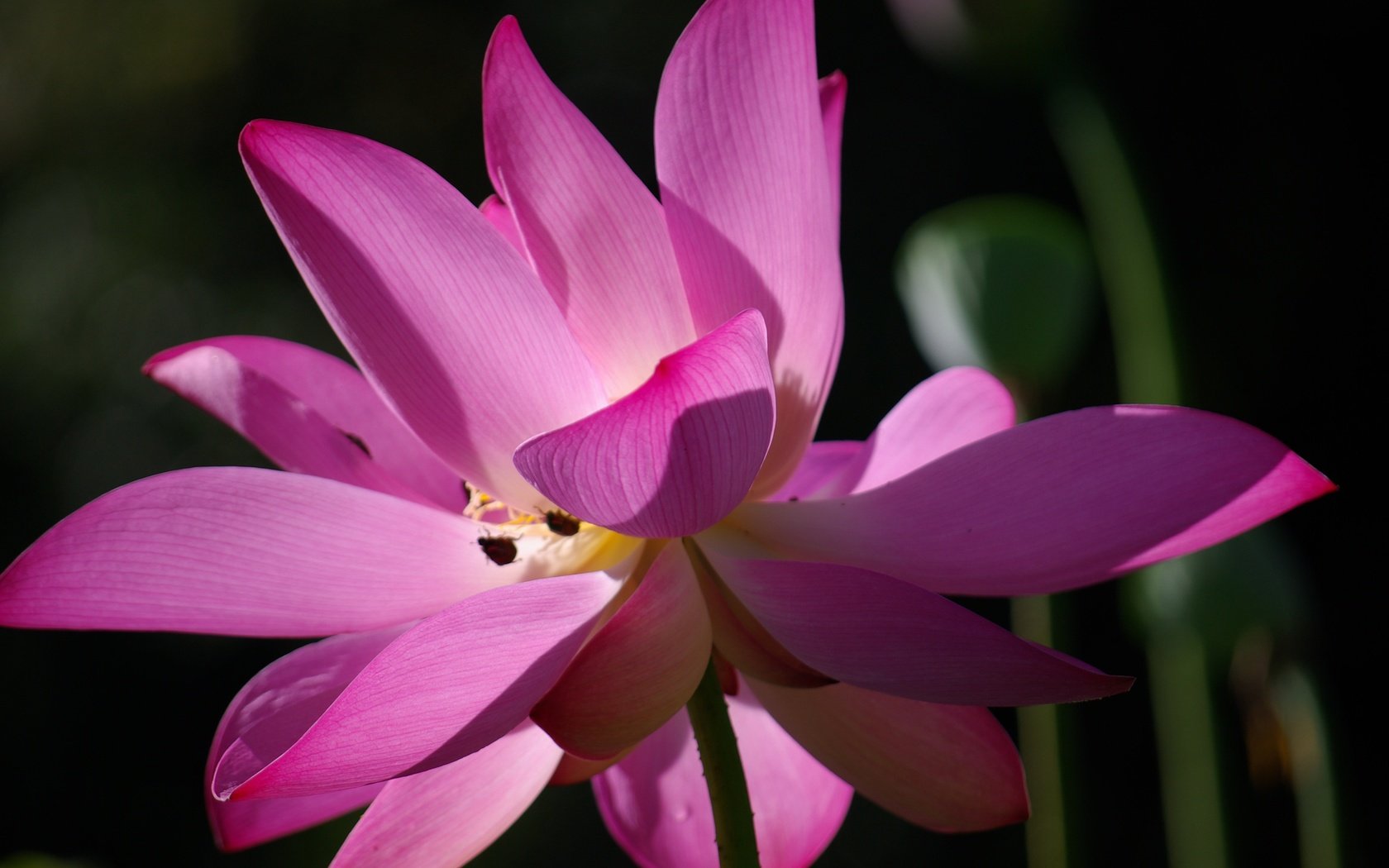 Обои цветок, лепестки, лотос, розовый, макросъемка, крупным планом, flower, petals, lotus, pink, macro, closeup разрешение 3872x2592 Загрузить