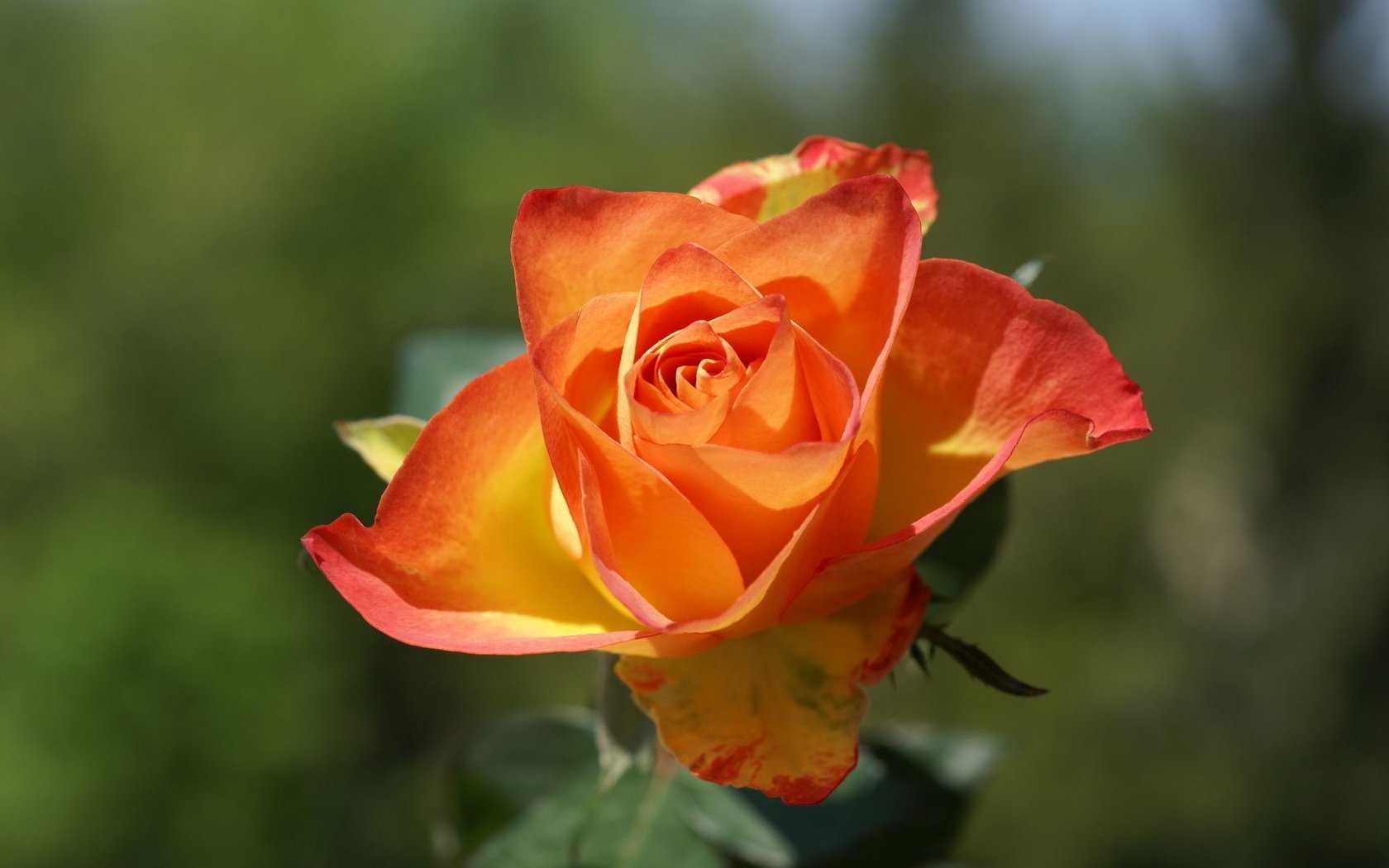 Обои цветок, роза, лепестки, размытость, бутон, оранжевая, боке, flower, rose, petals, blur, bud, orange, bokeh разрешение 1920x1200 Загрузить