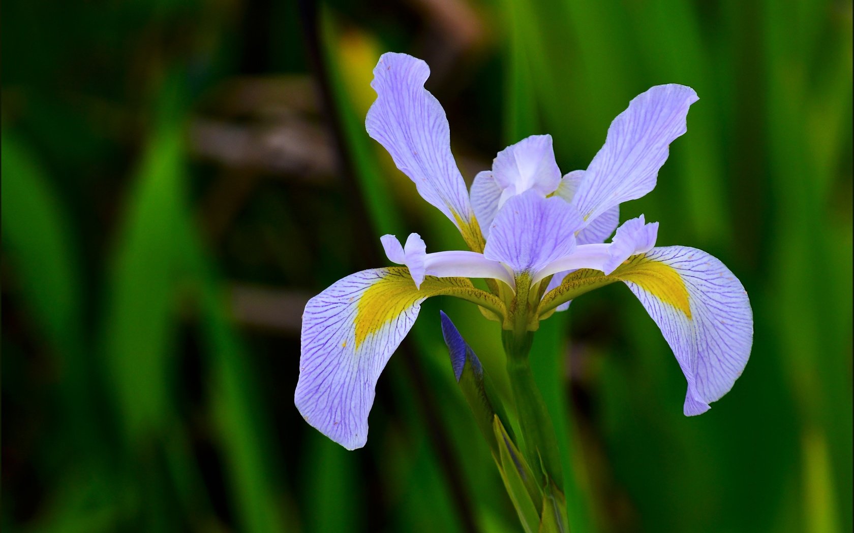 Обои природа, макро, цветок, лепестки, размытость, ирис, nature, macro, flower, petals, blur, iris разрешение 3921x3027 Загрузить