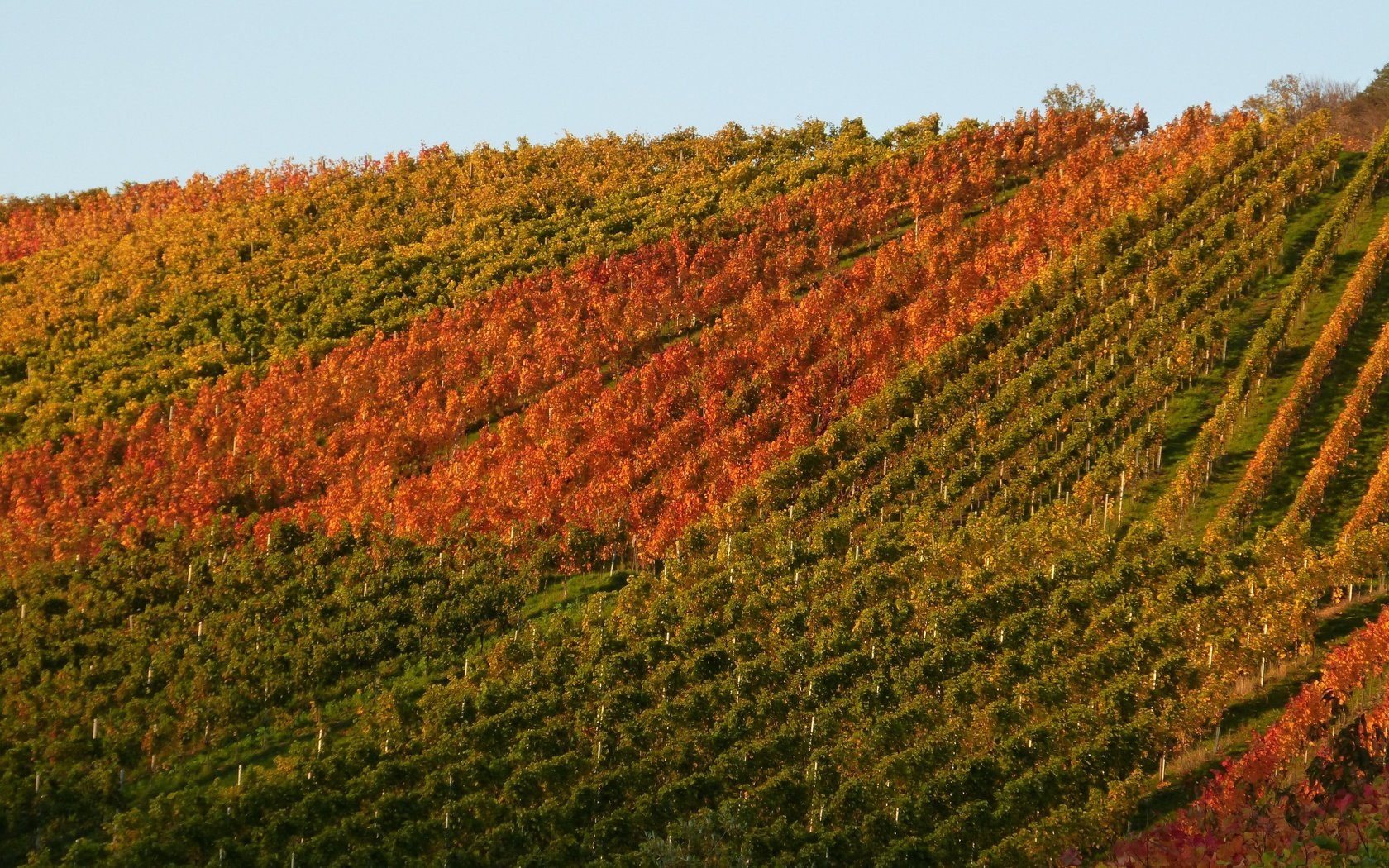 Обои природа, осень, виноградник, nature, autumn, vineyard разрешение 4608x3456 Загрузить