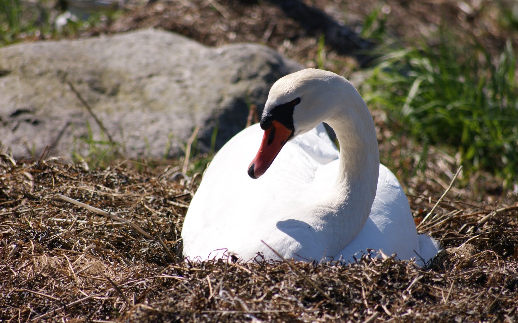 Обои природа, птица, клюв, перья, лебедь, nature, bird, beak, feathers, swan разрешение 4592x3056 Загрузить