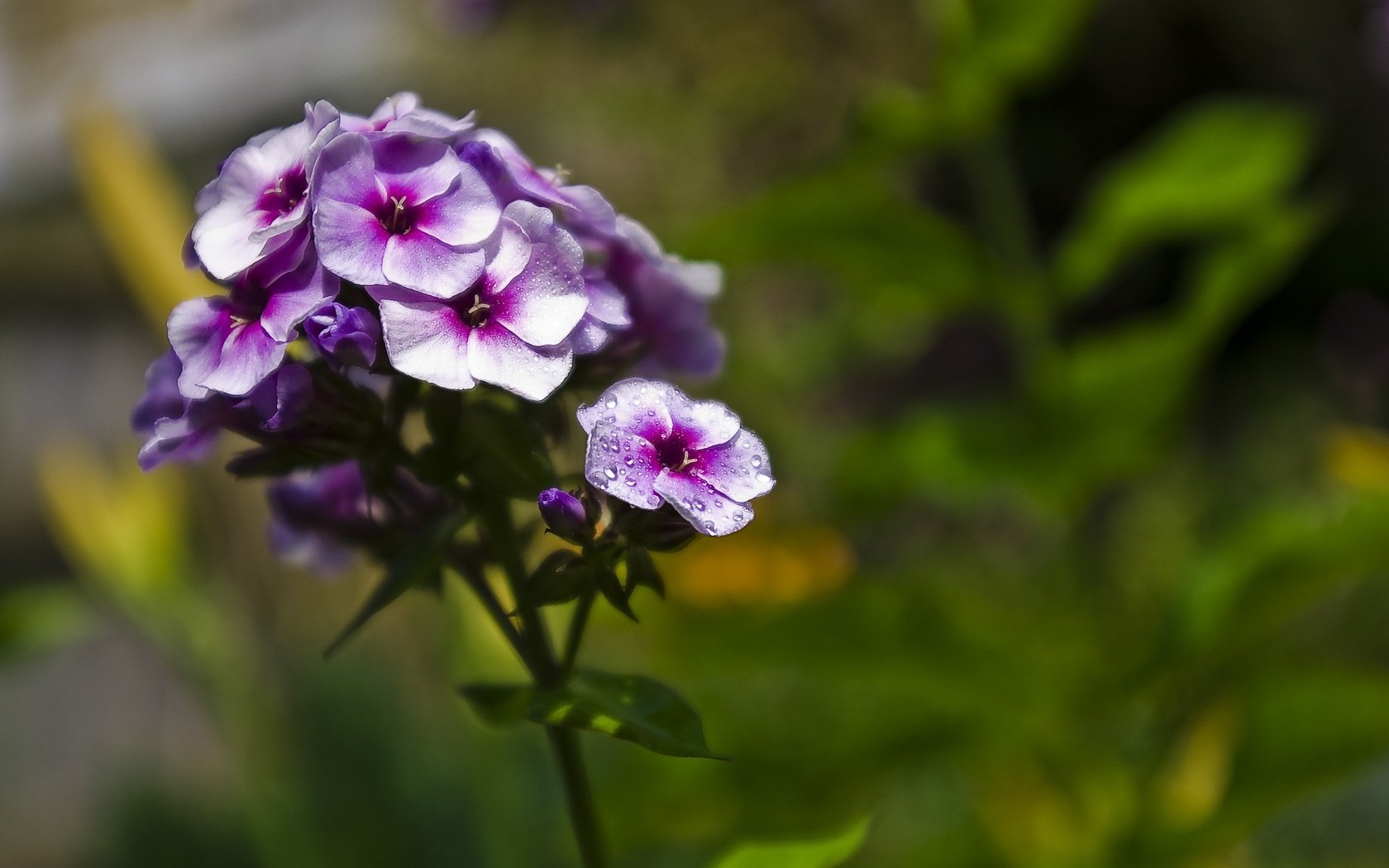 Обои цветение, цветок, лепестки, фиолетовый, размытость, флоксы, флокс, flowering, flower, petals, purple, blur, phlox разрешение 3008x2008 Загрузить