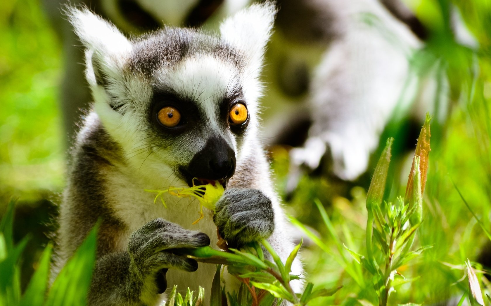 Обои глаза, природа, растения, мордочка, лемур, примат, кошачий лемур, катта, eyes, nature, plants, muzzle, lemur, the primacy of, a ring-tailed lemur, katta разрешение 2996x1997 Загрузить
