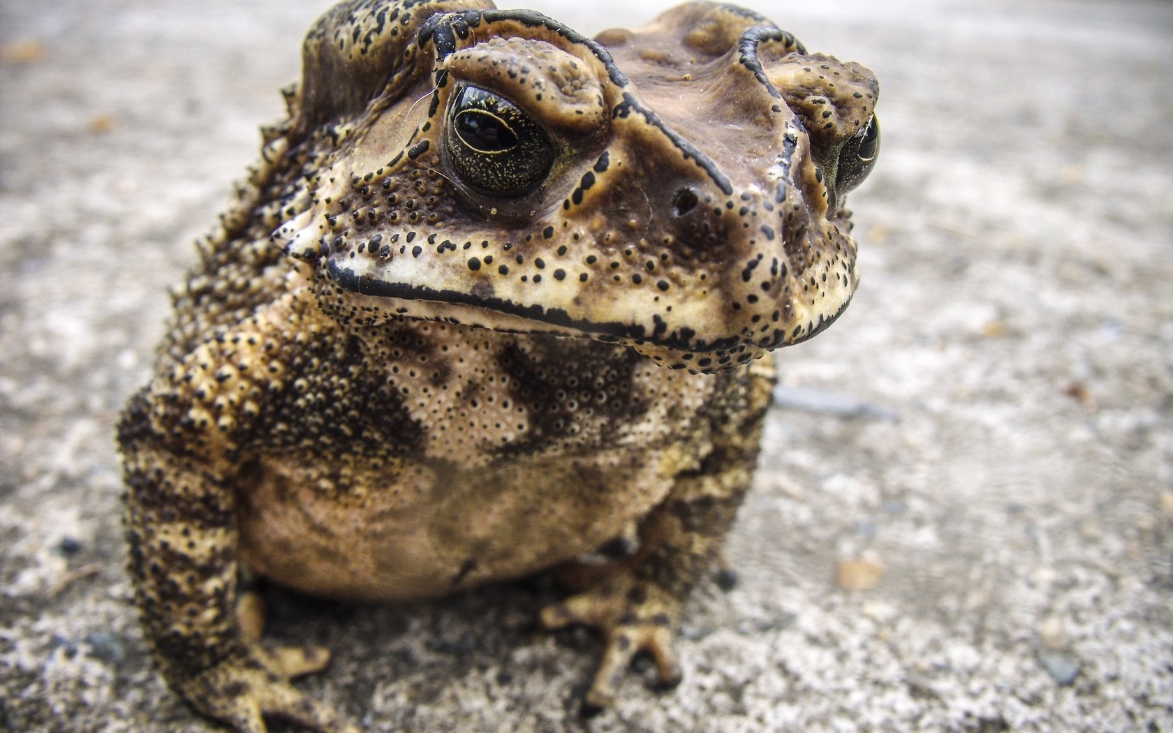 Обои фон, лягушка, жаба, амфибия, земноводные, background, frog, toad, amphibian, amphibians разрешение 3559x2605 Загрузить