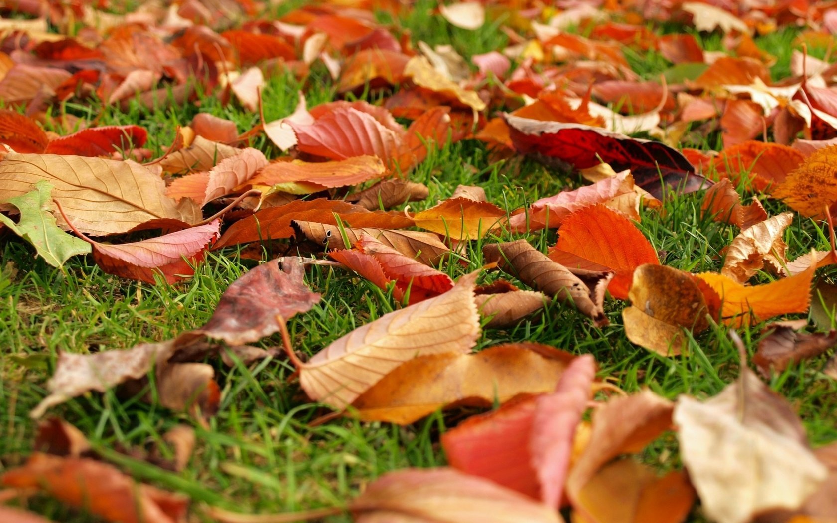 Обои трава, природа, листья, листва, осень, grass, nature, leaves, foliage, autumn разрешение 1920x1440 Загрузить