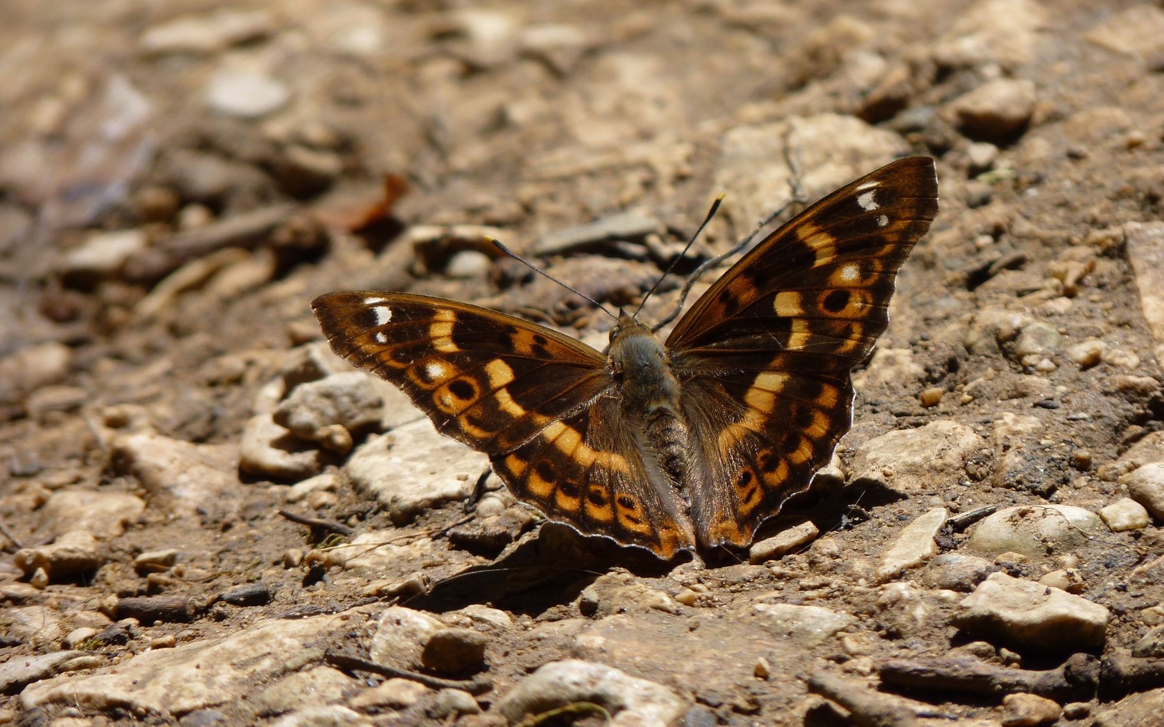 Обои земля, камни, бабочка, крылья, насекомые, earth, stones, butterfly, wings, insects разрешение 4000x3000 Загрузить