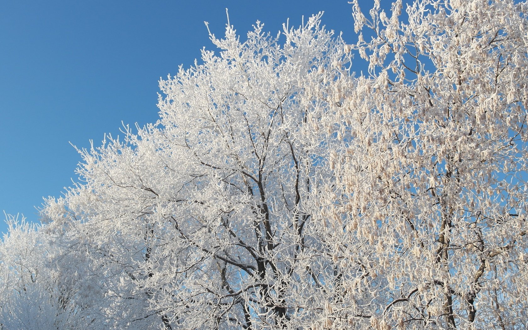 Обои небо, снег, природа, дерево, зима, ветки, мороз, иней, the sky, snow, nature, tree, winter, branches, frost разрешение 5472x3080 Загрузить