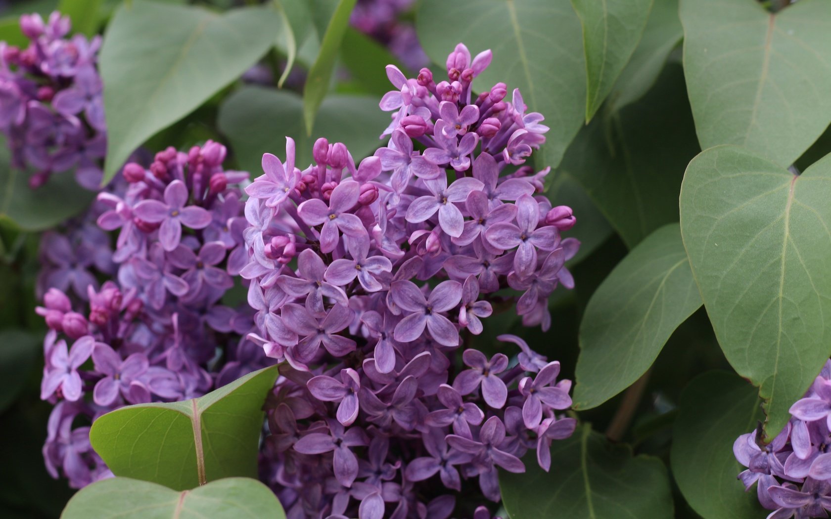 Обои природа, цветение, листья, макро, весна, сирень, соцветие, nature, flowering, leaves, macro, spring, lilac, inflorescence разрешение 5184x3456 Загрузить