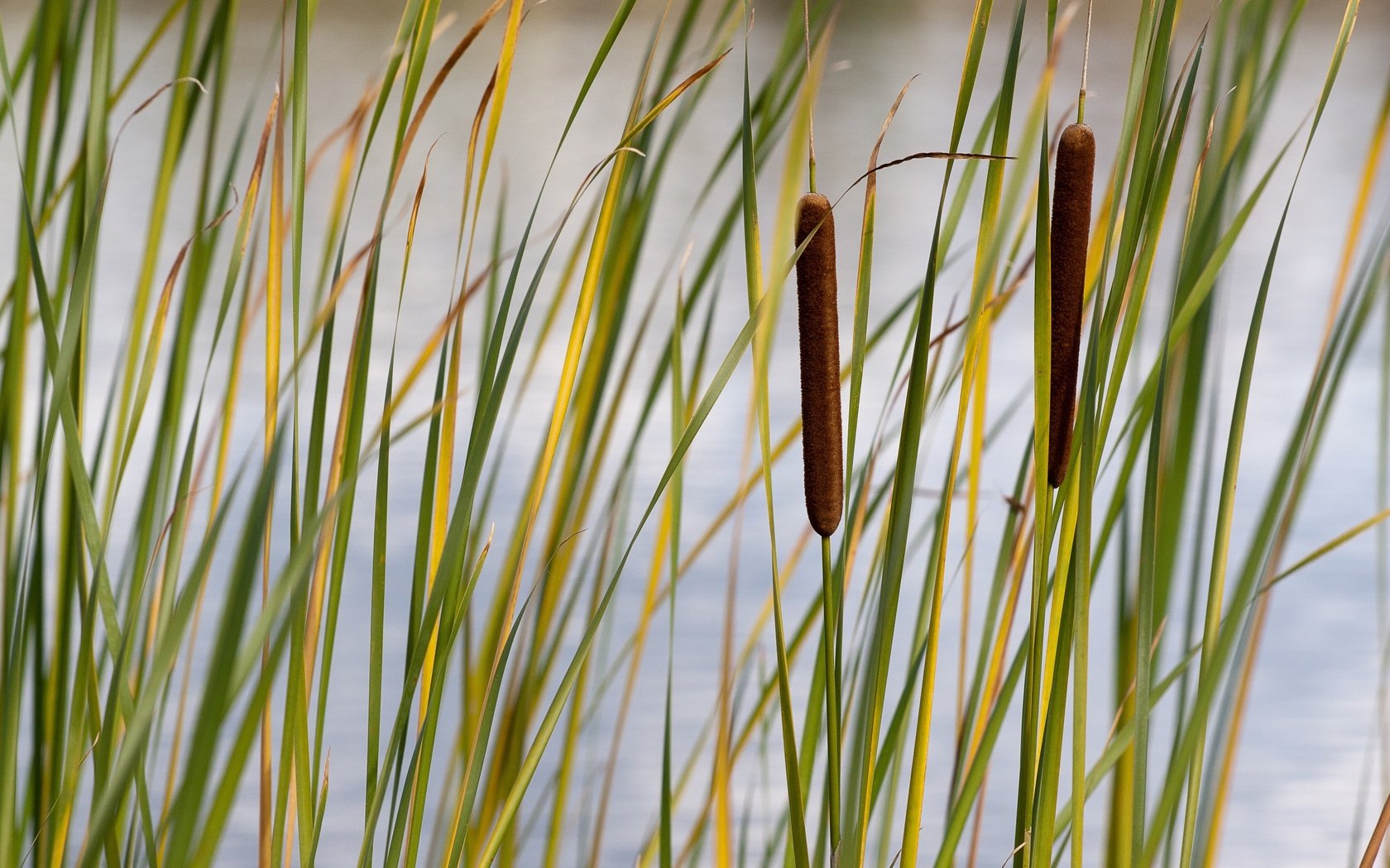 Обои трава, стебли, растение, камыши, камыш, grass, stems, plant, the reeds, reed разрешение 3504x2336 Загрузить