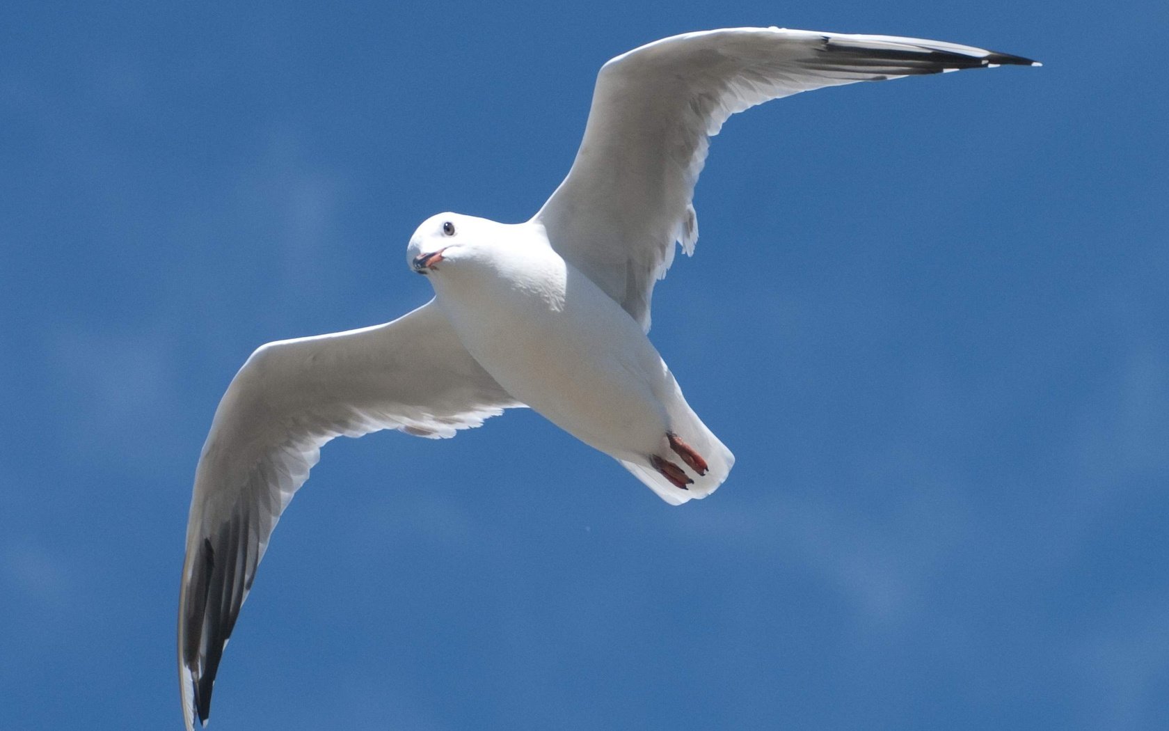 Обои небо, полет, крылья, чайка, птица, клюв, the sky, flight, wings, seagull, bird, beak разрешение 2640x2471 Загрузить