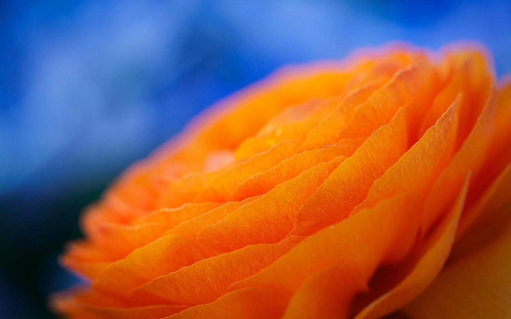 Обои макро, цветок, лепестки, ранункулюс, лютик, macro, flower, petals, ranunculus, buttercup разрешение 2048x1386 Загрузить