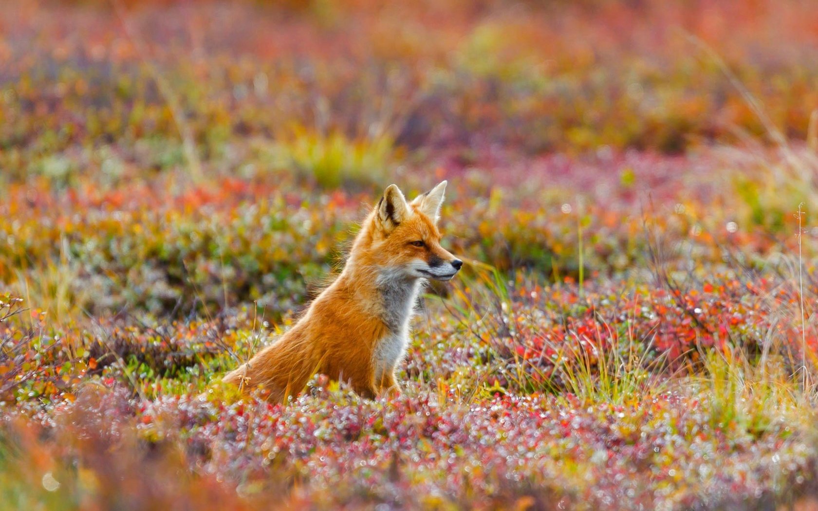 Обои цветы, трава, природа, лиса, сша, лисица, аляска, flowers, grass, nature, fox, usa, alaska разрешение 1920x1080 Загрузить