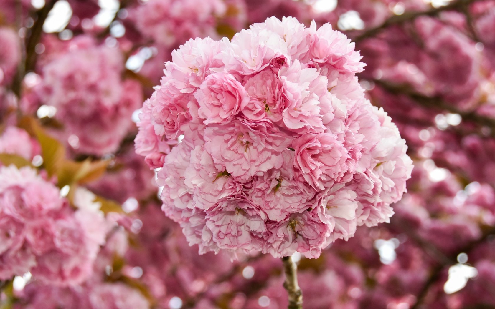 Обои цветы, цветение, ветки, весна, вишня, сакура, flowers, flowering, branches, spring, cherry, sakura разрешение 6000x4000 Загрузить