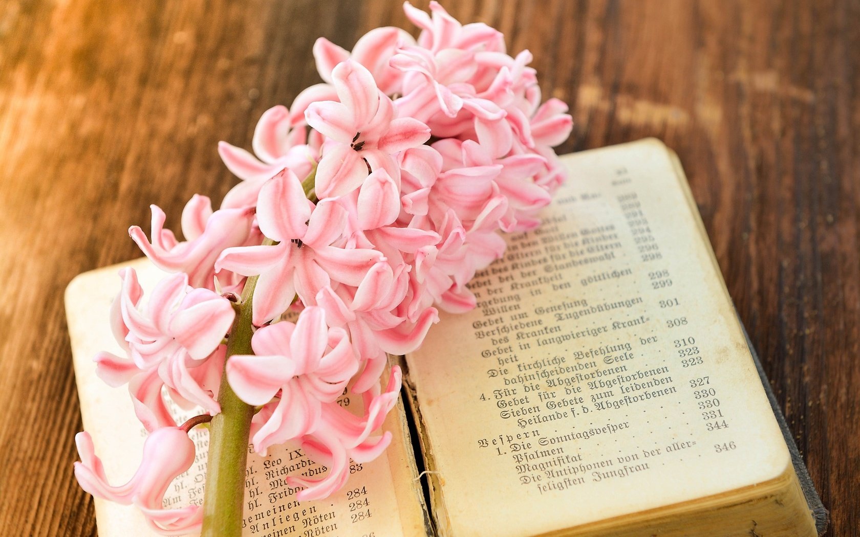 Обои цветок, весна, лепесток, розовый, книга, страницы, гиацинт, flower, spring, petal, pink, book, page, hyacinth разрешение 2000x1333 Загрузить