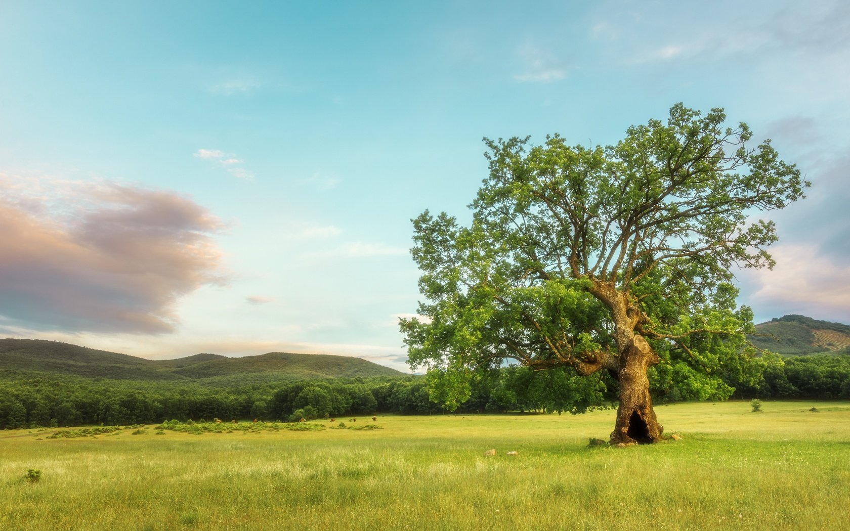 Обои небо, облака, дерево, поле, лето, the sky, clouds, tree, field, summer разрешение 6000x4000 Загрузить