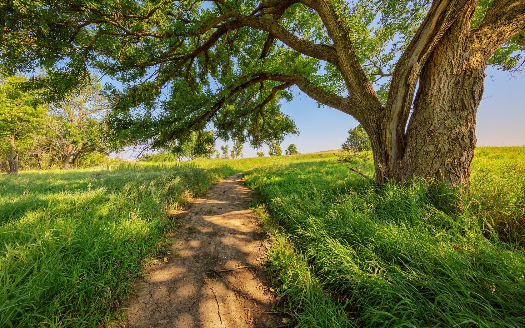 Обои дорога, трава, дерево, лето, тропинка, road, grass, tree, summer, path разрешение 2048x1365 Загрузить