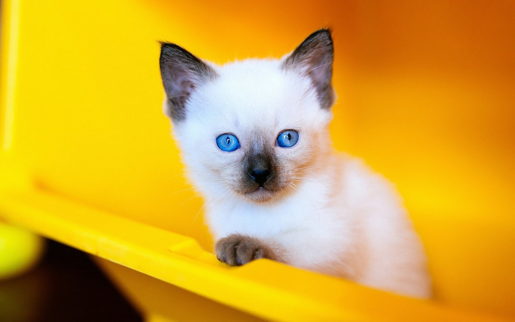 Обои сиамский, фон, голубоглазый, портрет, контейнер, кошка, взгляд, рэгдолл, котенок, мордашка, голубые глаза, пластик, siamese, background, blue-eyed, portrait, container, cat, look, ragdoll, kitty, face, blue eyes, plastic разрешение 2048x1152 Загрузить