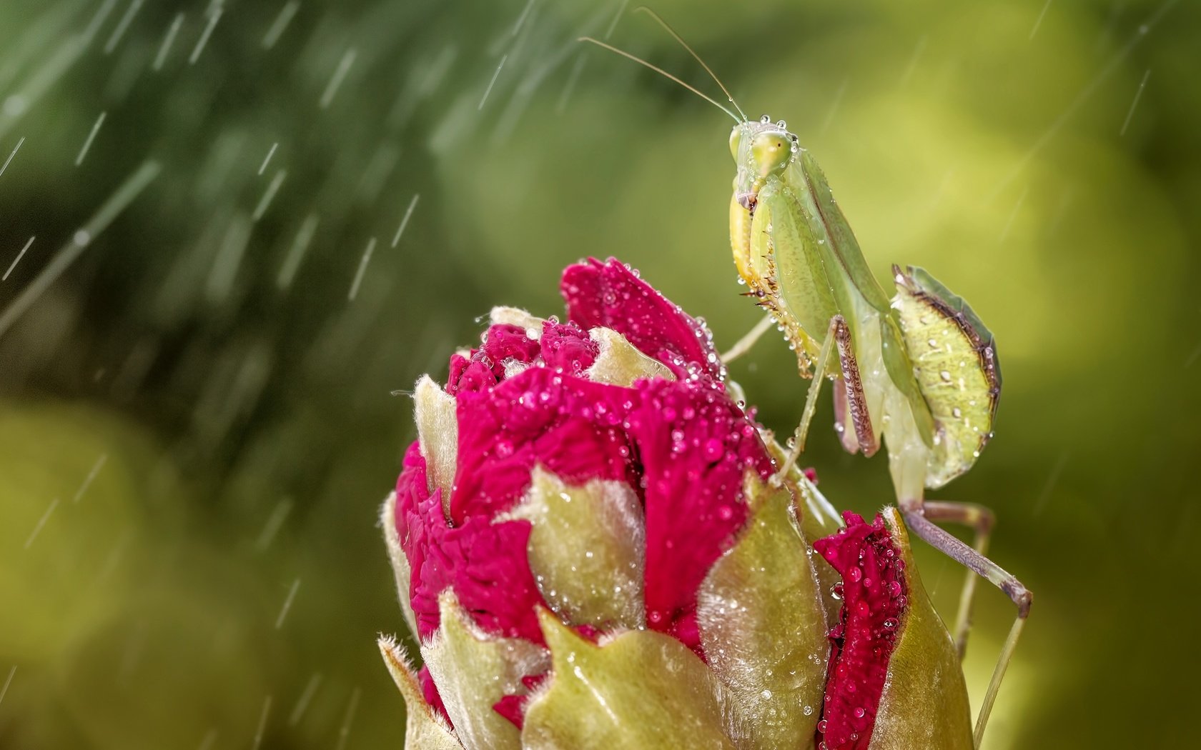 Обои глаза, макро, насекомое, цветок, капли, бутон, дождь, богомол, eyes, macro, insect, flower, drops, bud, rain, mantis разрешение 4410x2481 Загрузить