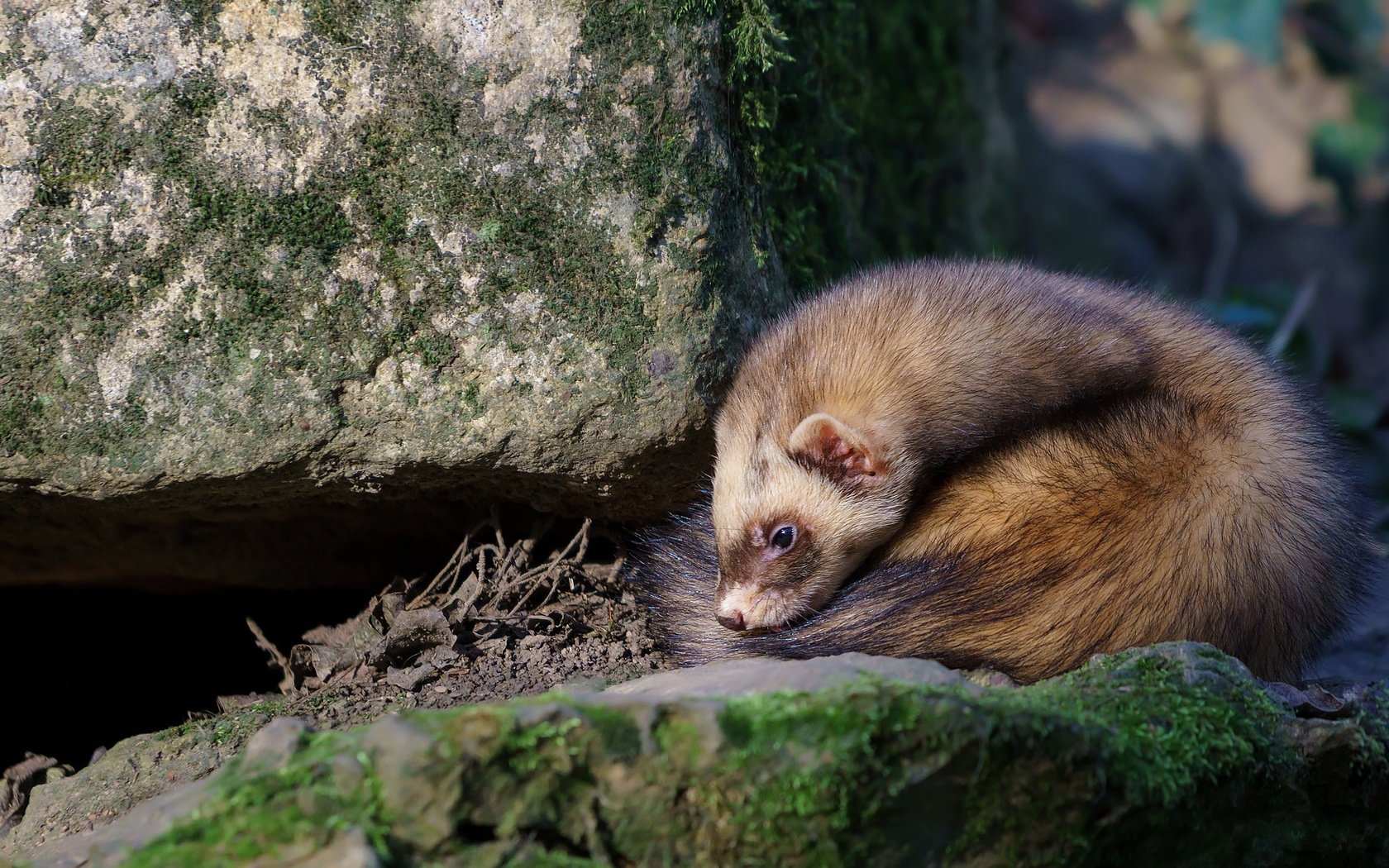 Обои камни, животные, мех, дикая природа, грызун, хорек, stones, animals, fur, wildlife, rodent, ferret разрешение 2048x1152 Загрузить