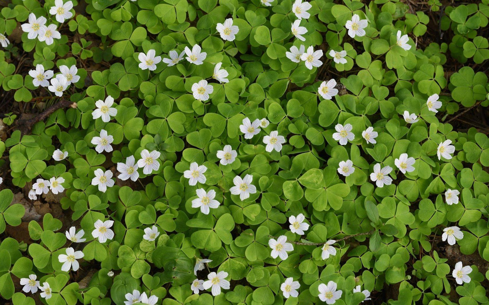 Обои листья, ковер, цветки, кислица, заячья капуста, leaves, carpet, flowers, oxalis, hare cabbage разрешение 2048x1276 Загрузить