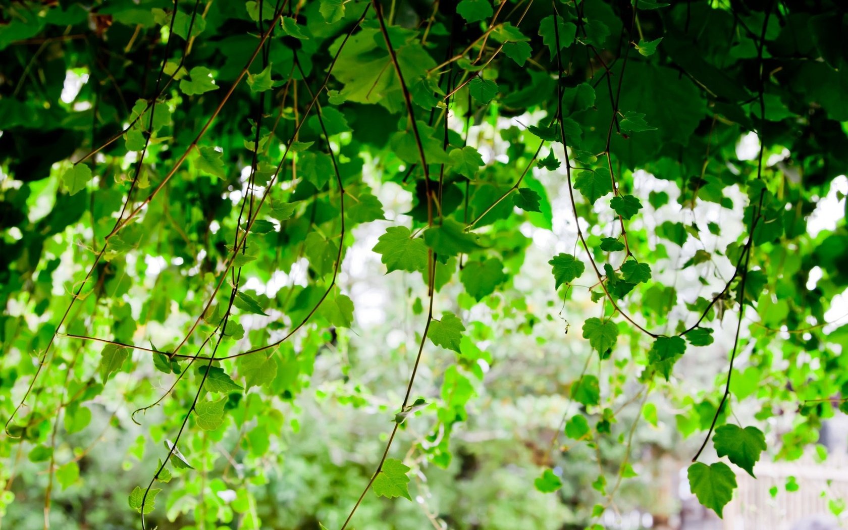 Обои листья, ветки, листва, размытость, береза, leaves, branches, foliage, blur, birch разрешение 1920x1200 Загрузить