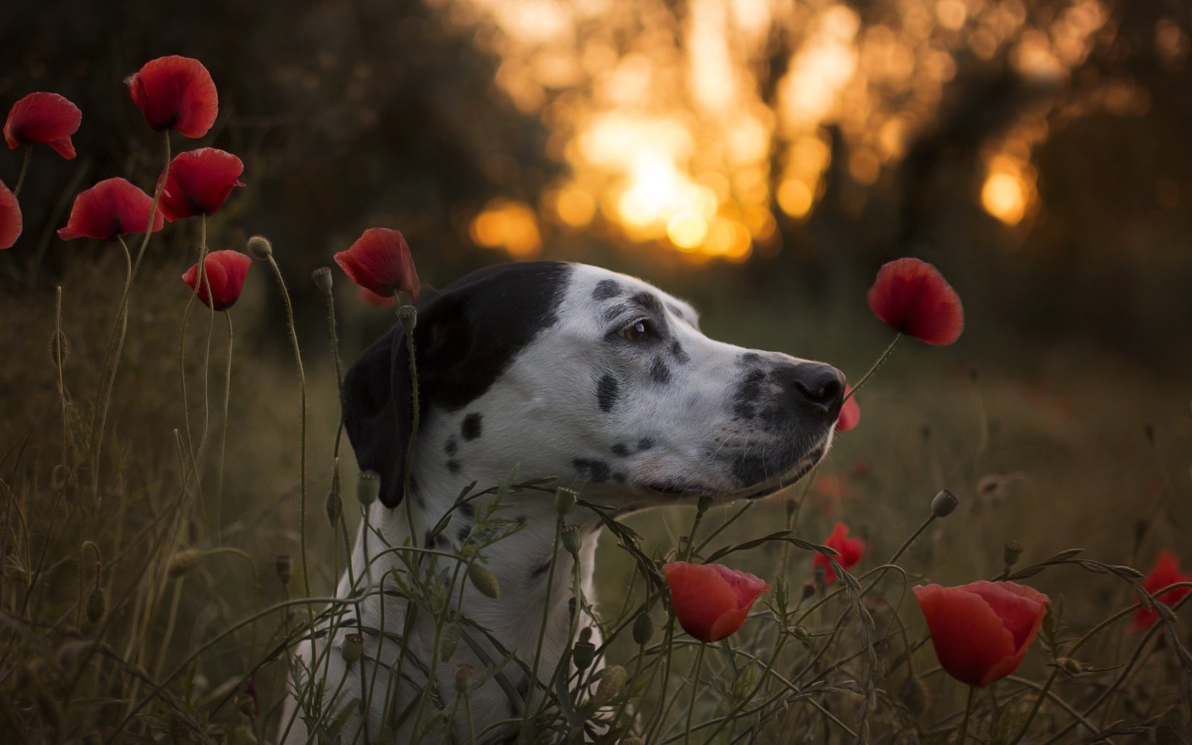 Обои морда, цветы, собака, маки, профиль, далматин, face, flowers, dog, maki, profile, dalmatian разрешение 6000x4000 Загрузить