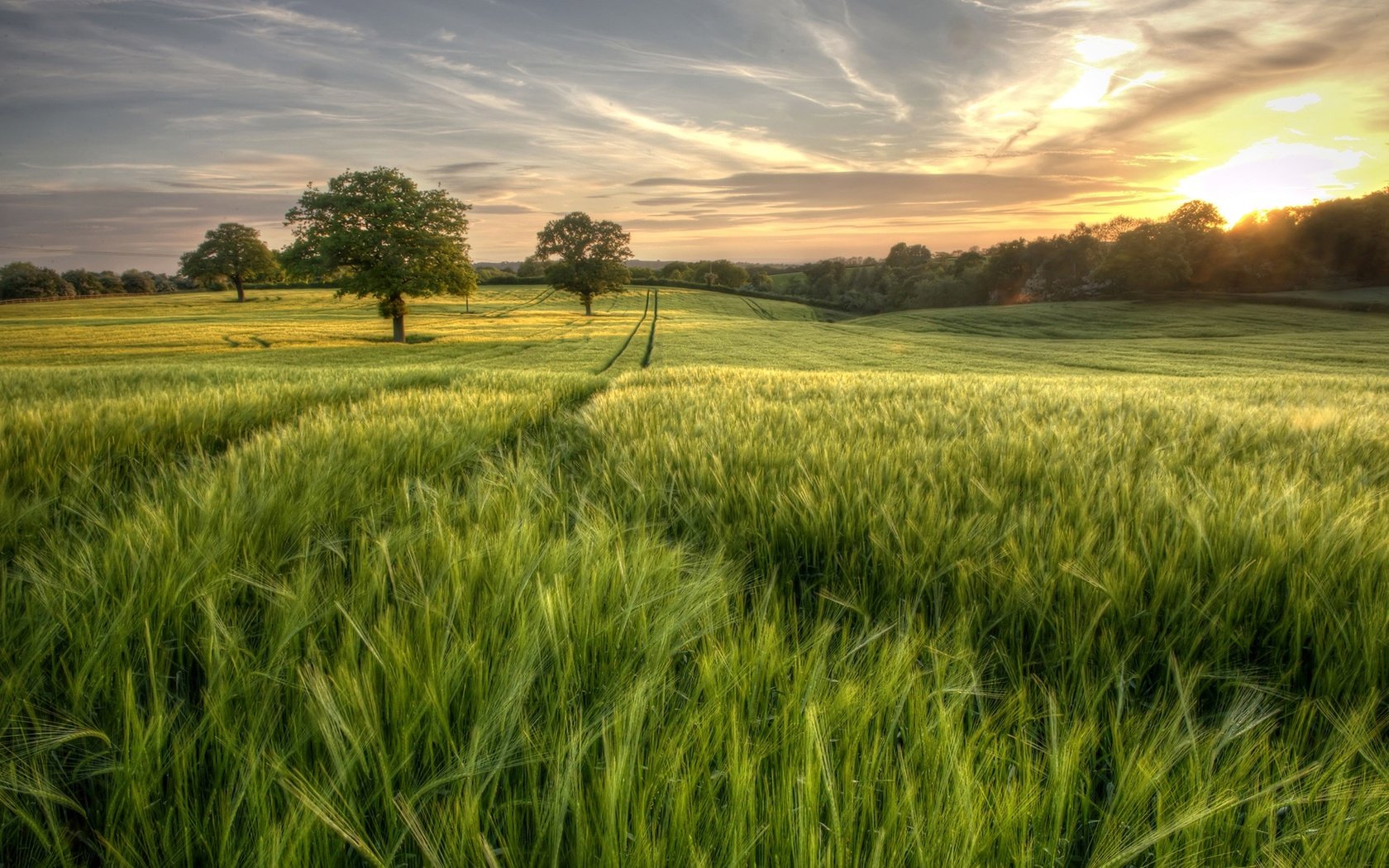 Обои небо, трава, деревья, солнце, зелень, лес, поле, лето, the sky, grass, trees, the sun, greens, forest, field, summer разрешение 2048x1363 Загрузить