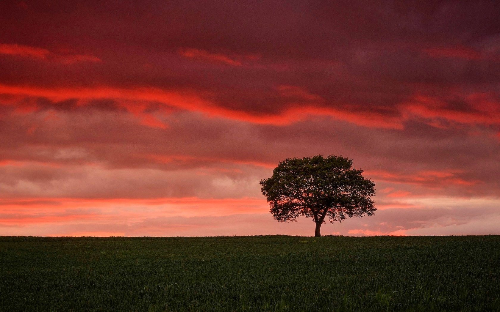 Обои небо, облака, дерево, закат, поле, горизонт, зарево, the sky, clouds, tree, sunset, field, horizon, glow разрешение 2048x1222 Загрузить