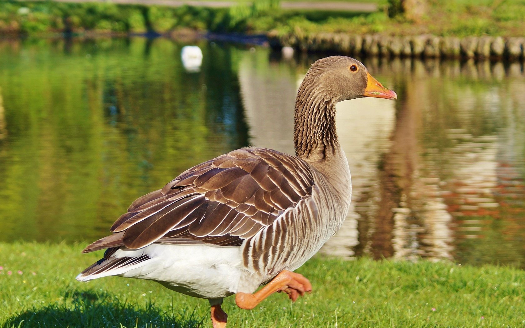 Обои озеро, птица, прогулка, гусь, lake, bird, walk, goose разрешение 3637x2422 Загрузить